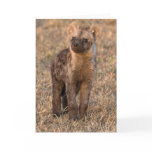 Baby Hyena Cards