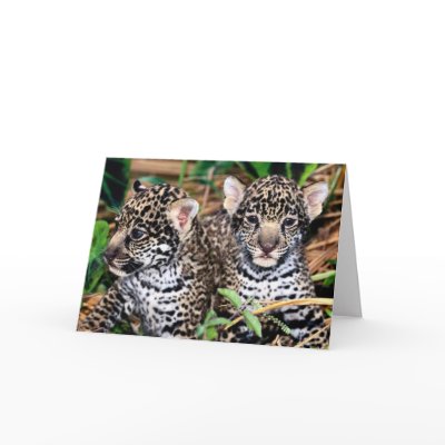 Baby Jaguar Cubs Greeting Card by forbes1954