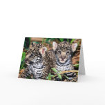 Baby Jaguar Cubs cards