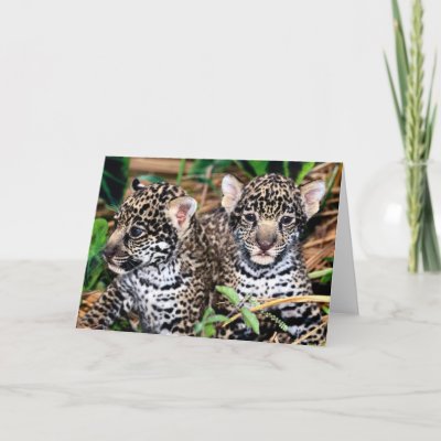 Pictures Baby Jaguars on Baby Jaguar Cubs Greeting Card From Zazzle Com