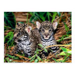 Baby jaguars post card