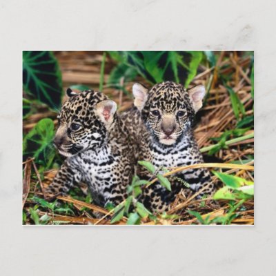 Pictures Baby Jaguars on Baby Jaguars Post Card From Zazzle Com