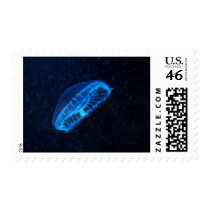 baby jelly fish stamps