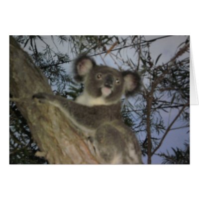 Baby Koala Card by lou165