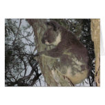 Baby Koala Hugging Tree Card