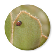 Baby Ladybug on Cardboard Palm magnets