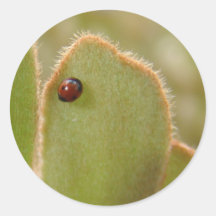 Baby Ladybug on Cardboard Palm Stickers