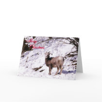 Baby lamb Christmas card