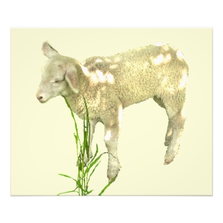 Baby Lamb in Grass on Yellow Photo Print