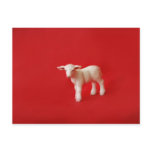 baby lamb postcard