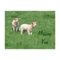 Baby Lambs Postcard-Missing You by forbes1954 Baby Lambs Postcard-Missing You