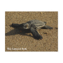 Baby Leatherback Turtle postcards
