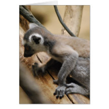 Baby Lemur  Greeting Card