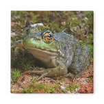Baby Leopard Frog, Close Up Magnets