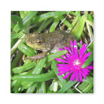 Baby Leopard Frog, Ice Plant Fridge Magnets