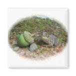 Baby Leopard Frog with Acorn Magnets
