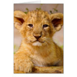 Baby Lion Cub Card
