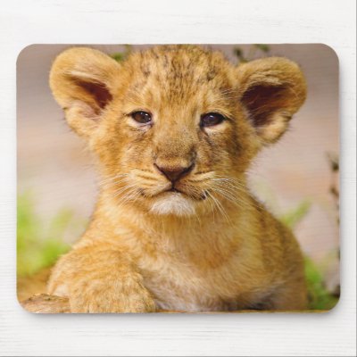 Baby Lion Cub Mouse Pads by amazinganimals