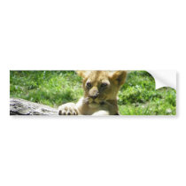 Baby Lion Cub On Branch Bumper Sticker