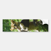 Baby Lion Cub On Branch Bumper Sticker