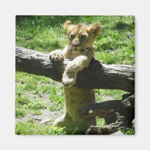 Baby Lion Cub On Branch Fridge Magnets