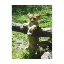 Baby Lion Cub On Branch Postcard