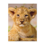Baby Lion Cub Postcards