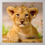 Baby Lion Cub Poster