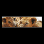 Baby lion love bumper stickers