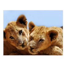 Baby lion love post cards