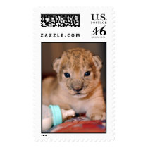 Baby Lion postage