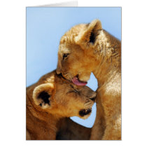 Baby lions love greeting cards