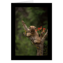 Baby Lynx Climbing Card