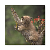 Baby Lynx Climbing Magnets