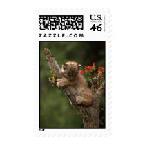 Baby Lynx Climbing Postage
