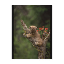 Baby Lynx Climbing Post Cards