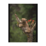 Baby Lynx Climbing Post Cards