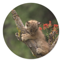 Baby Lynx Climbing Round Stickers