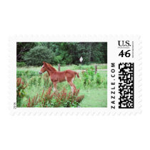 Baby Lynx postage by knotth Baby Lynx postage