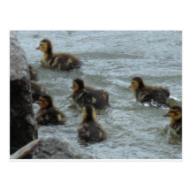 Baby Mallards Looking For A Safe Place Post Card