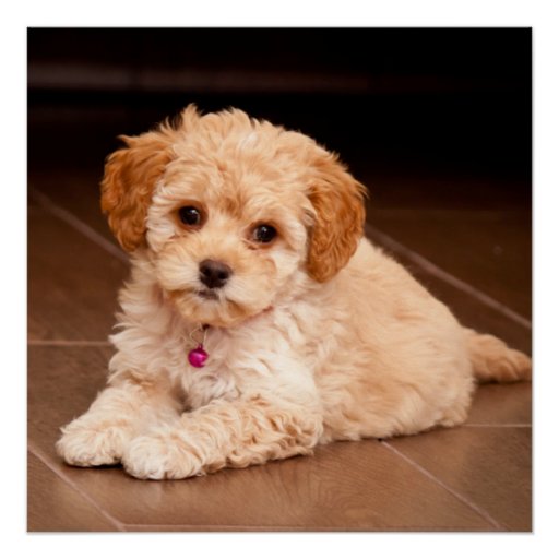 puppy posters baby maltese poodle mix or maltipoo puppy poster zazzle puppy posters baby maltese poodle mix or maltipoo puppy poster zazzle