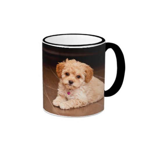 best 28 baby maltese poodle mix or baby maltese best 28 baby maltese poodle mix or baby maltese