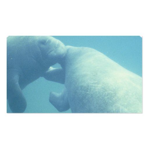 Baby Manatees Business Card (back side)