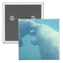 Baby Manatees Square Magnet Button