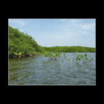 Baby Mangrove Trees Postcard