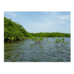 Baby Mangrove Trees Postcard