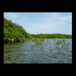 Baby Mangrove Trees Poster Print