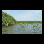 Baby Mangrove Trees Sticker
