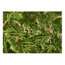 Baby Mantis ~ ATC card business cards by Andy2302 Baby Mantis ~ ATC card business cards