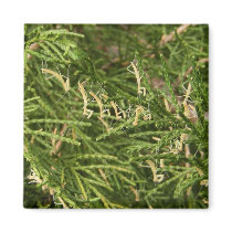 Baby Mantis ~ magnet by Andy2302 Baby Mantis ~ magnet